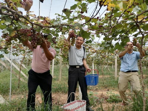 桐城强化农产品质量安全监管，守护群众“舌尖上的安全”