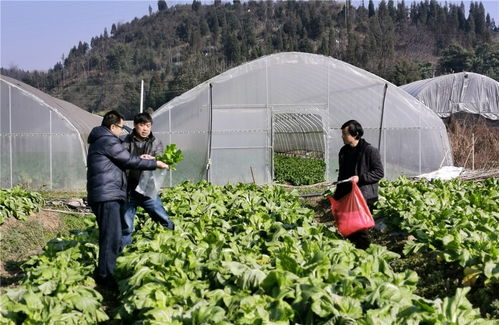 罗平县开展蔬菜水果抽样检测，把好农产品质量安全关